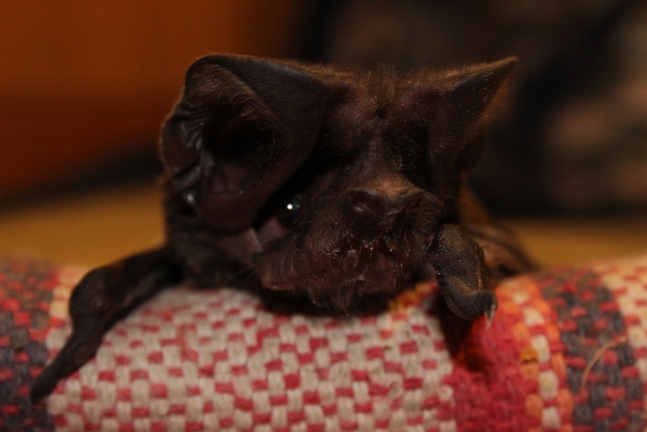 Identifican en la UNICACH nueva especie de murciélago