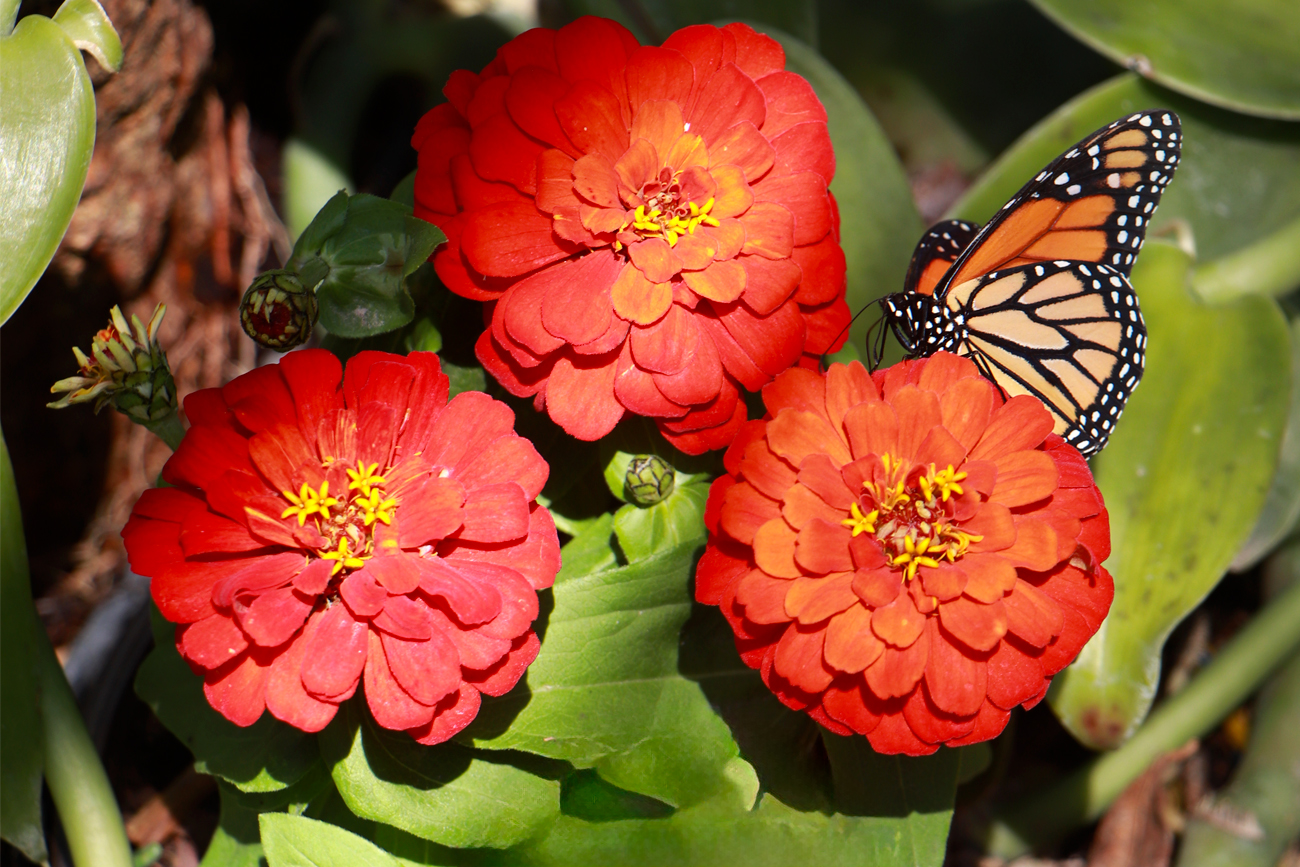 Se liberaron 60 ejemplares de  monarcas (Danaus plexippus)  y 90 de reinas (Danaus gilippus) en el mariposario para para su exhibición y en los alrededores.
