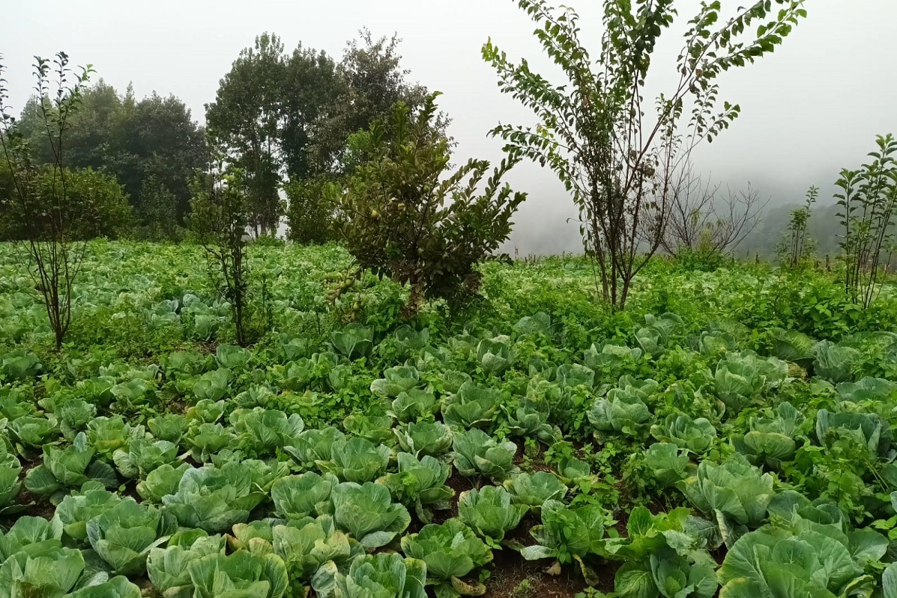 Como parte de este estudio, en Chiapas se analizaron tres comunidades, donde se implementó el sistema Milpa Intercalada con Árboles Frutales (MIAF).