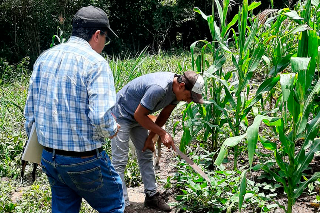 Se concluyó que la transición agroecológica está en marcha con particularidades específicas en cada región, lo que resalta la necesidad de profundizar en el estudio de estos procesos.