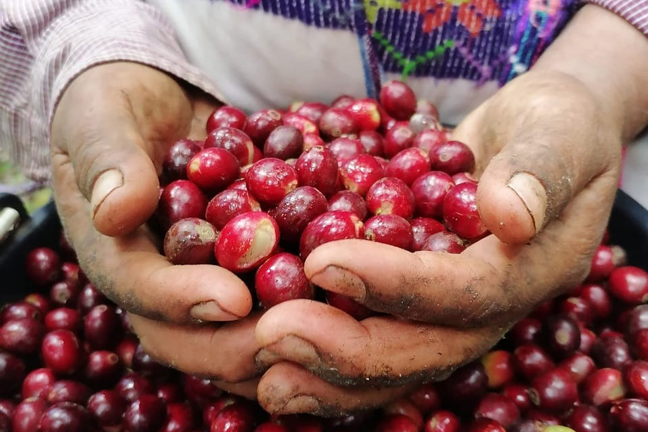 De Chiapas a Jalisco: modelo exitoso de café orgánico se expande con apoyo académico