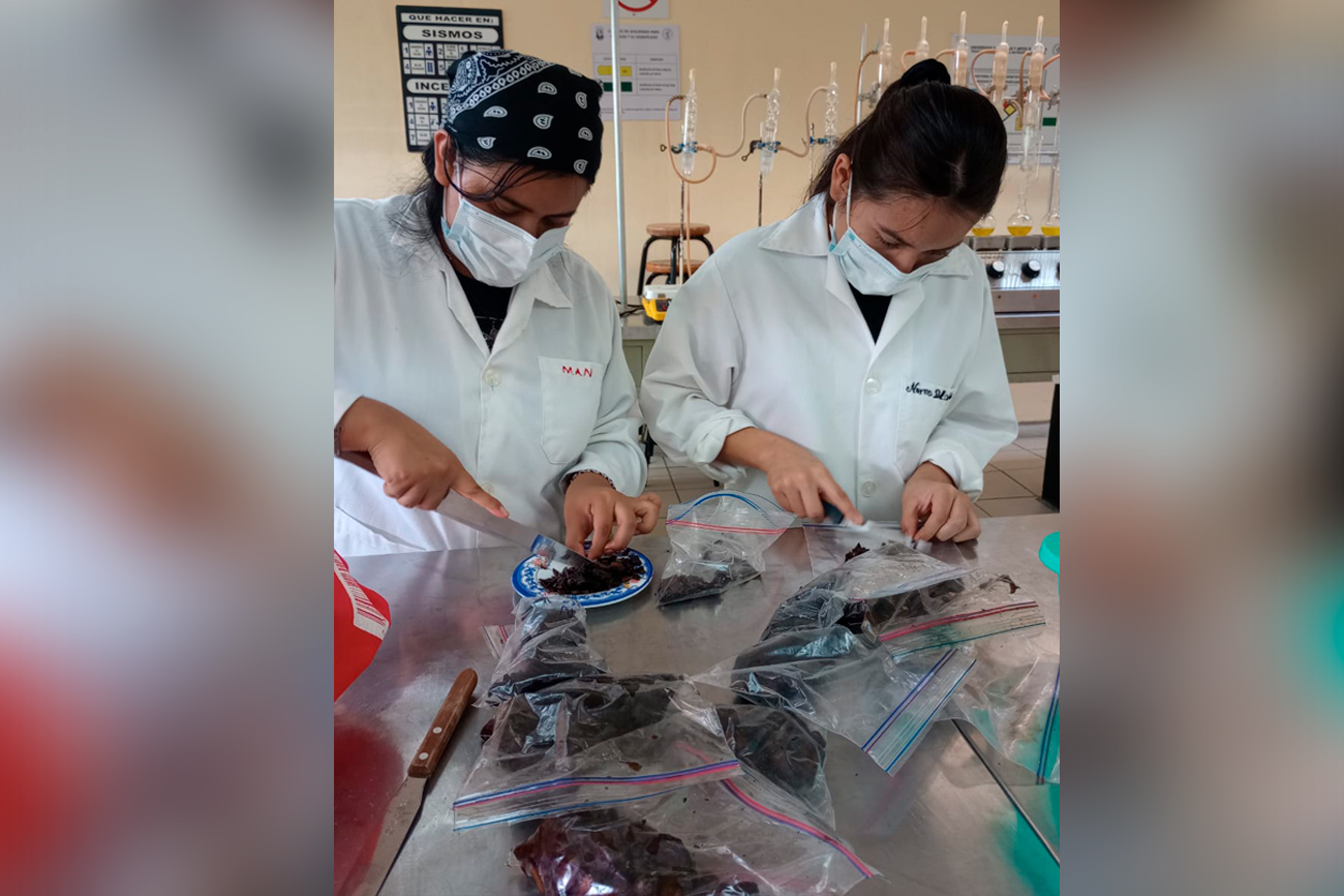 En UNICACH investigan propiedades del fruto Tridimeris chiapensis