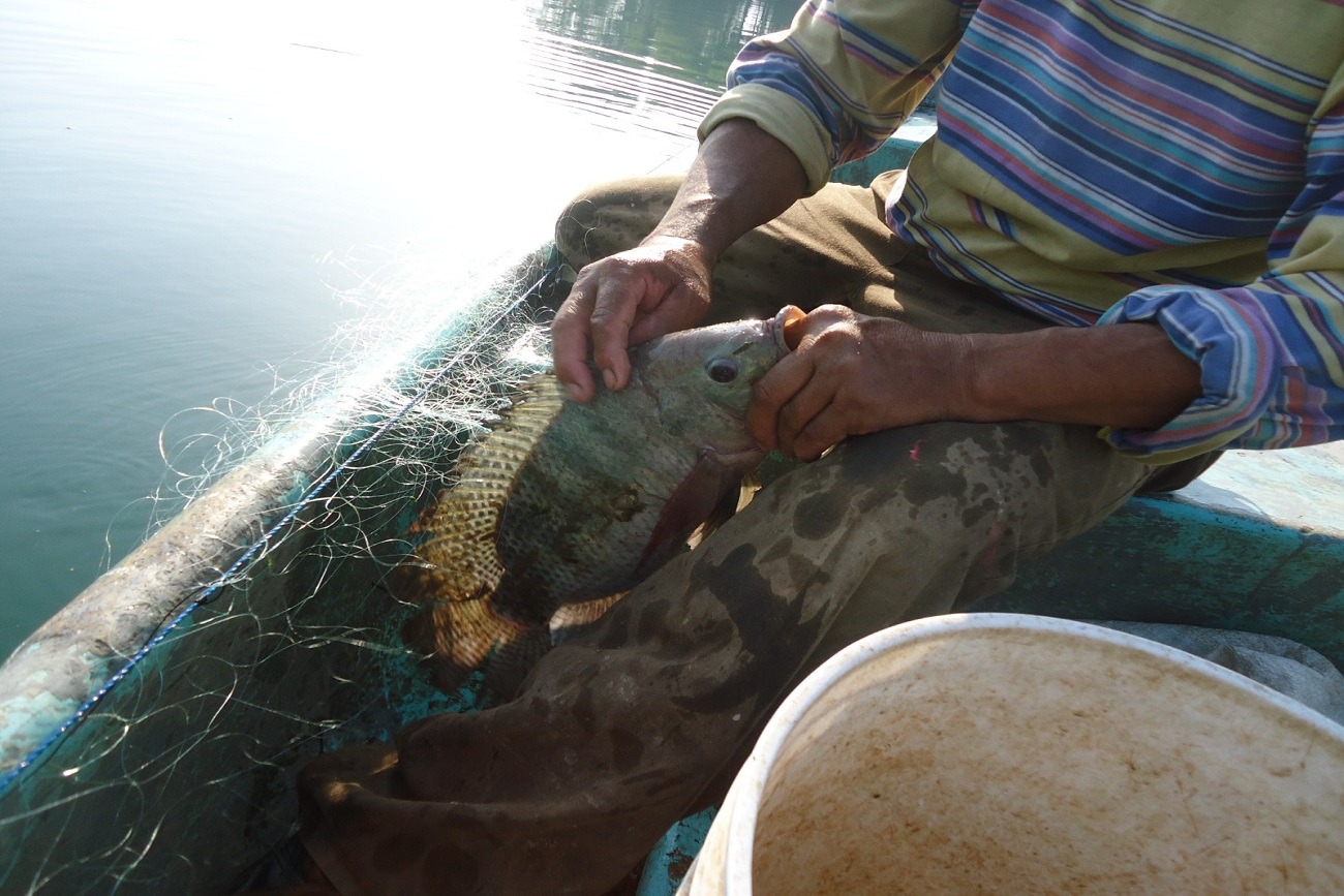 Uno de los hallazgos más relevantes, fue la creciente presencia de la tilapia, especie africana introducida en México.