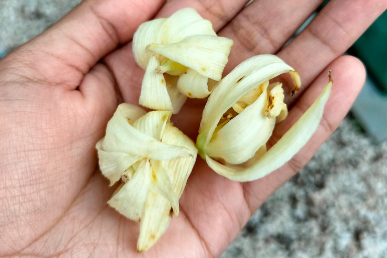 Flores de cuchunuc, de izote o yuca, y de pacaya, que a menudo se pierden por no conocerse la manera adecuada de cocinarlas