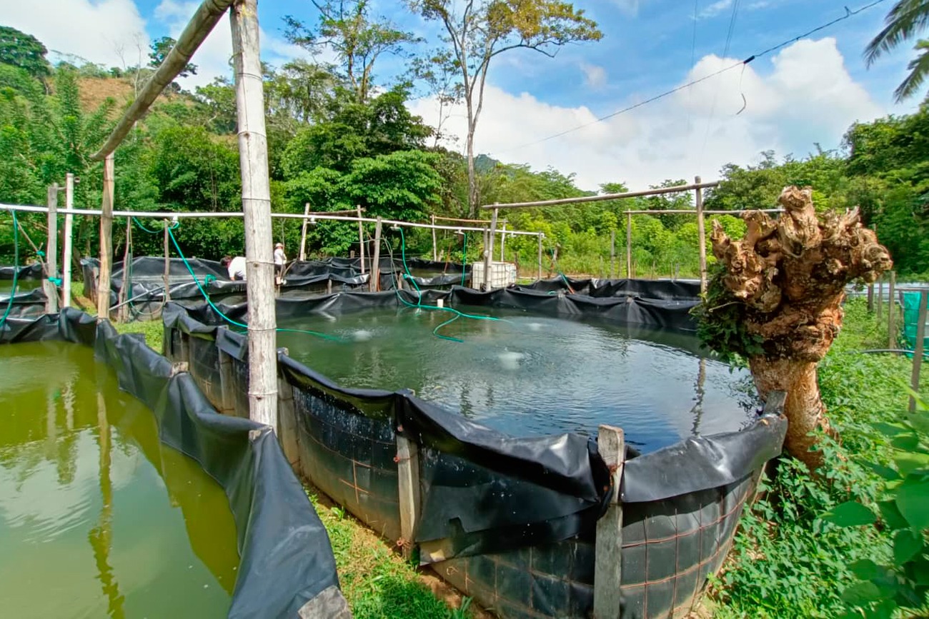  Investigación desarrollada en el Instituto de Ciencias Biológicas (ICIBIOL) 