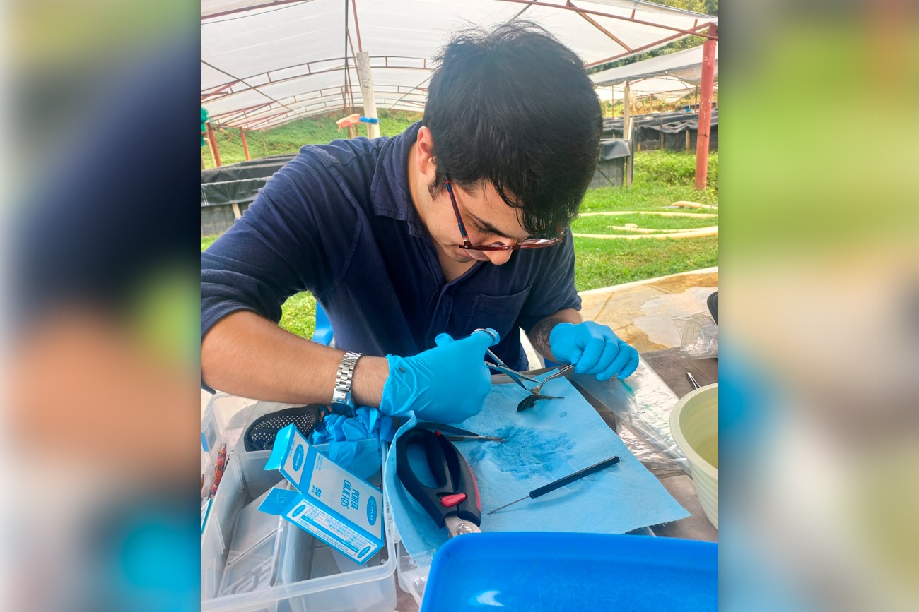  Cultivo de mojarra tilapia