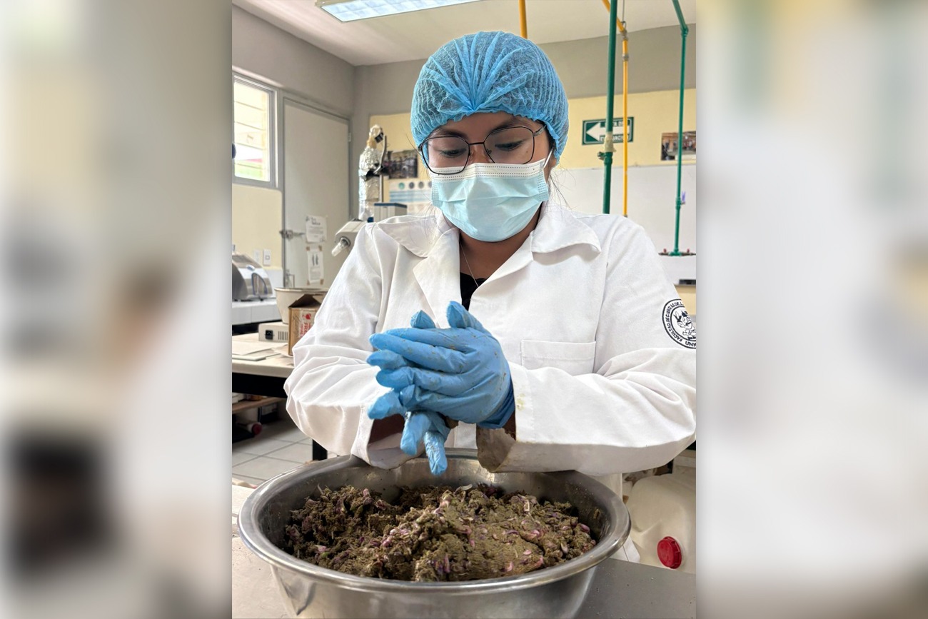  Estudian la seguridad del cuchunuc para su aprovechamiento alimentario