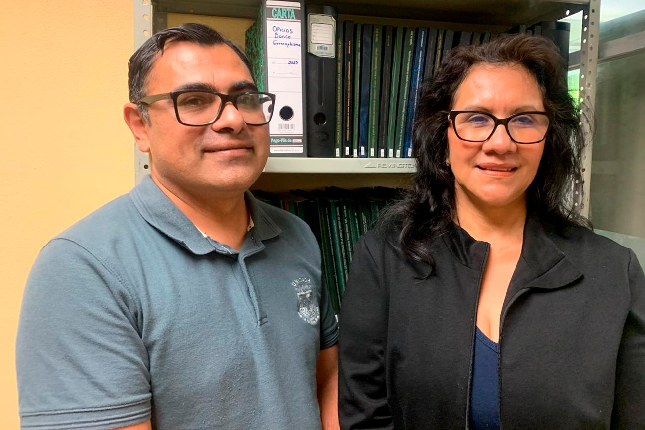  Aplican en la UNICACH nanotecnología para acelerar germinación de semillas