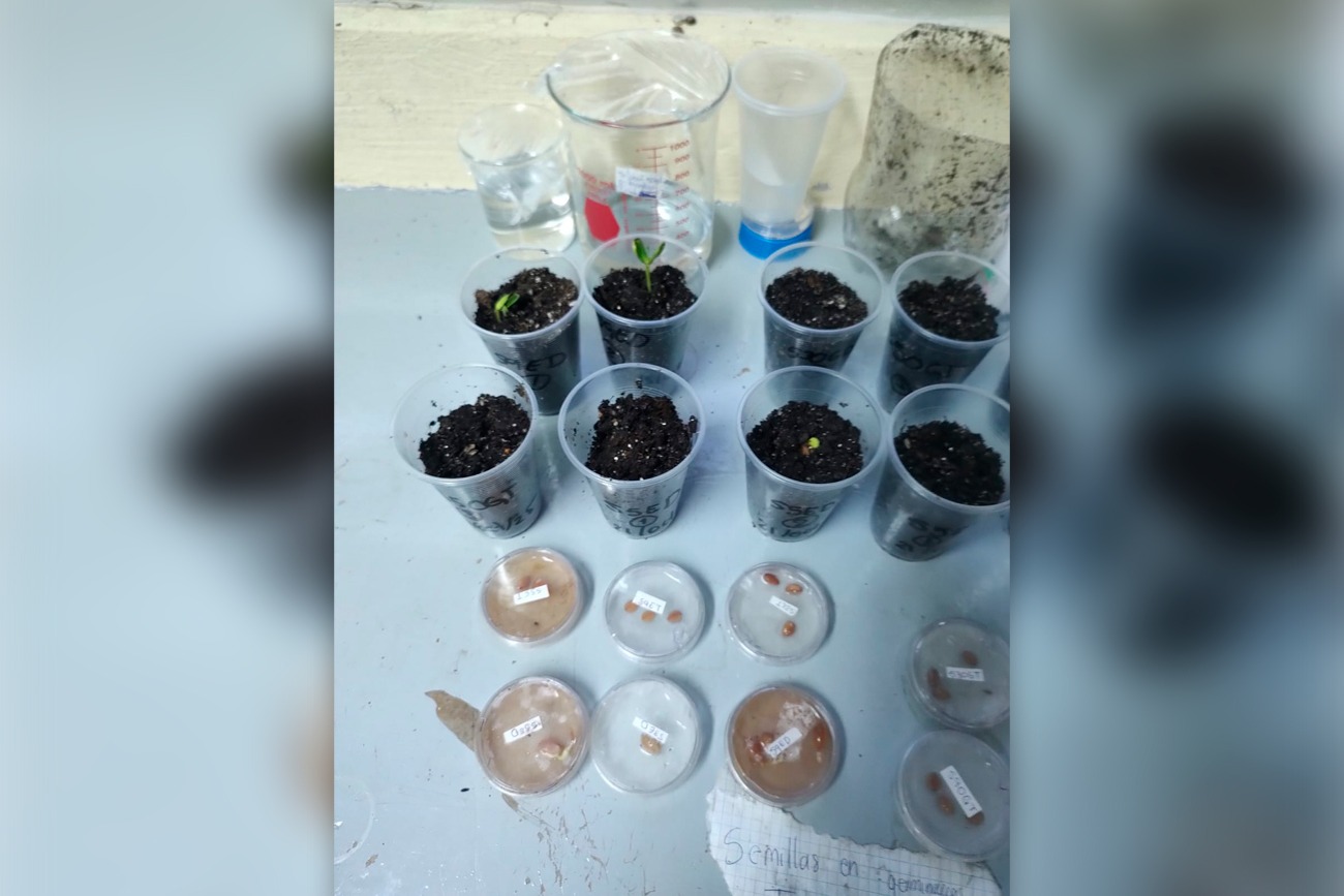 nanotecnología para acelerar germinación de semillas