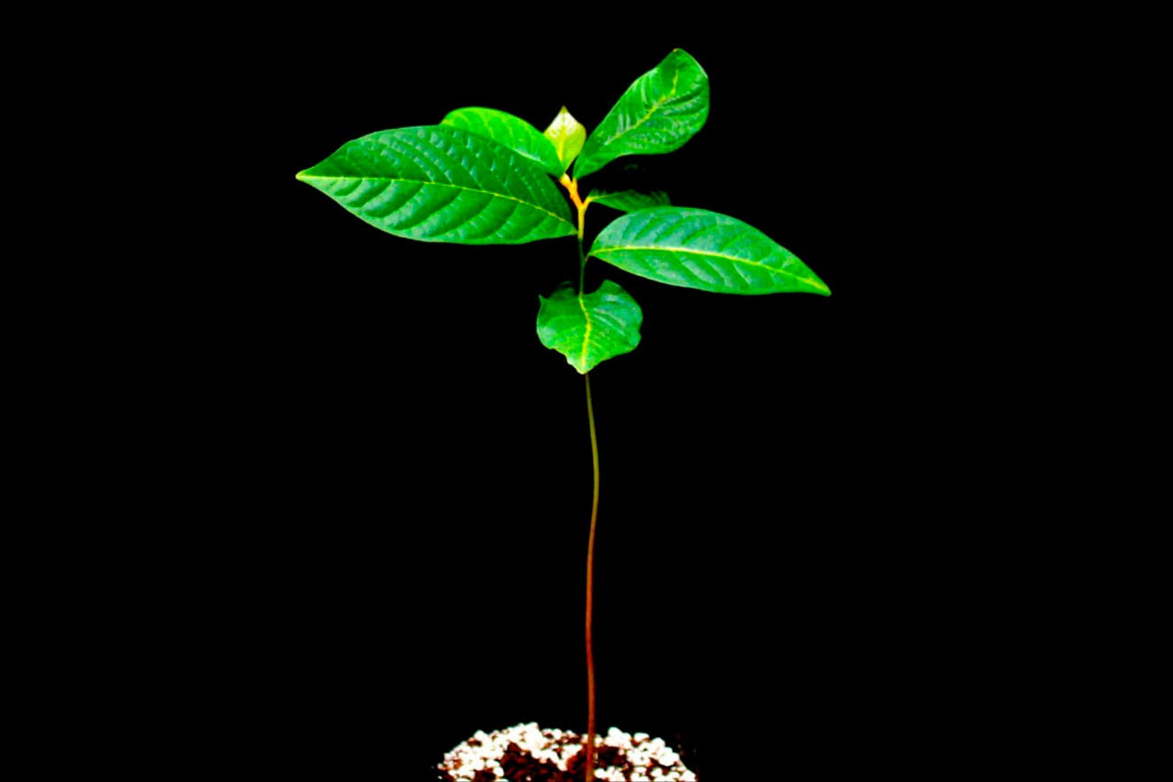 alianza natural contra el estrés ambiental