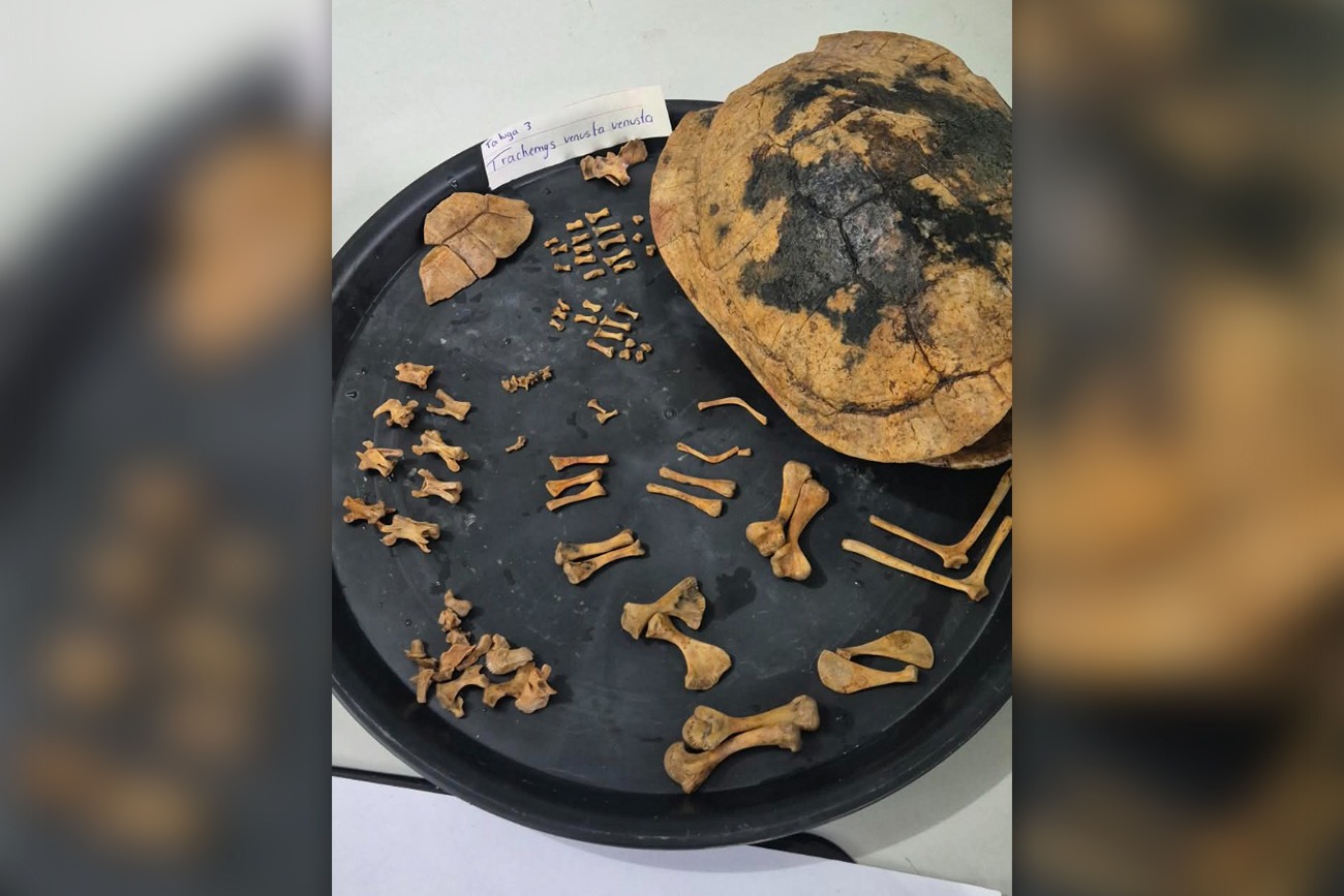 Doctorado en Estudios Mesoamericanos, 