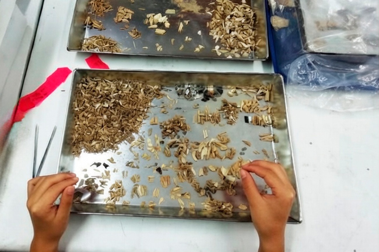 Licenciatura en Arqueología de la UNICACH 