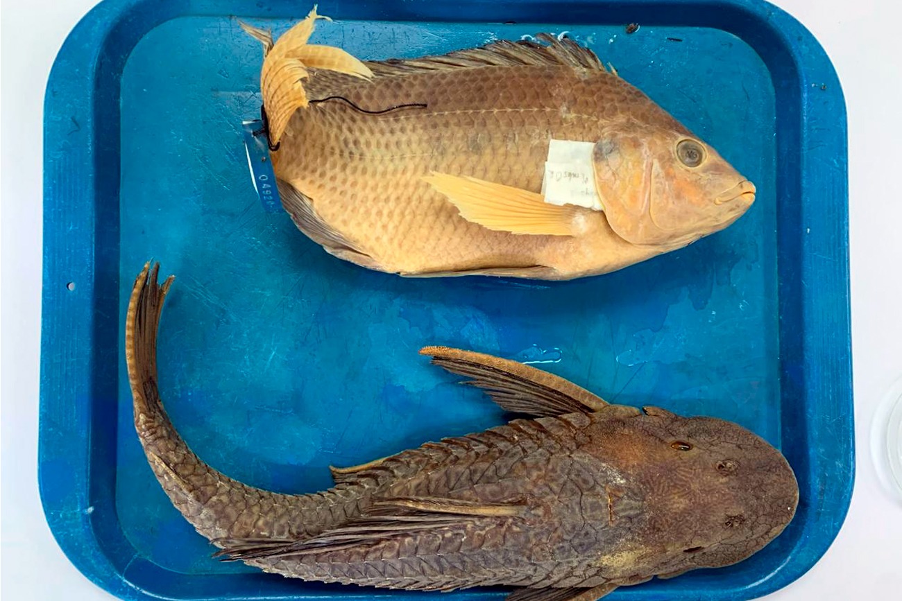 libro presenta una guía detallada de peces   