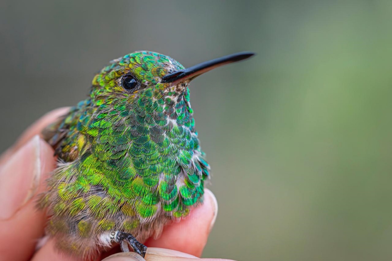 espacios verdes urbanos para las aves residentes y migratorias.