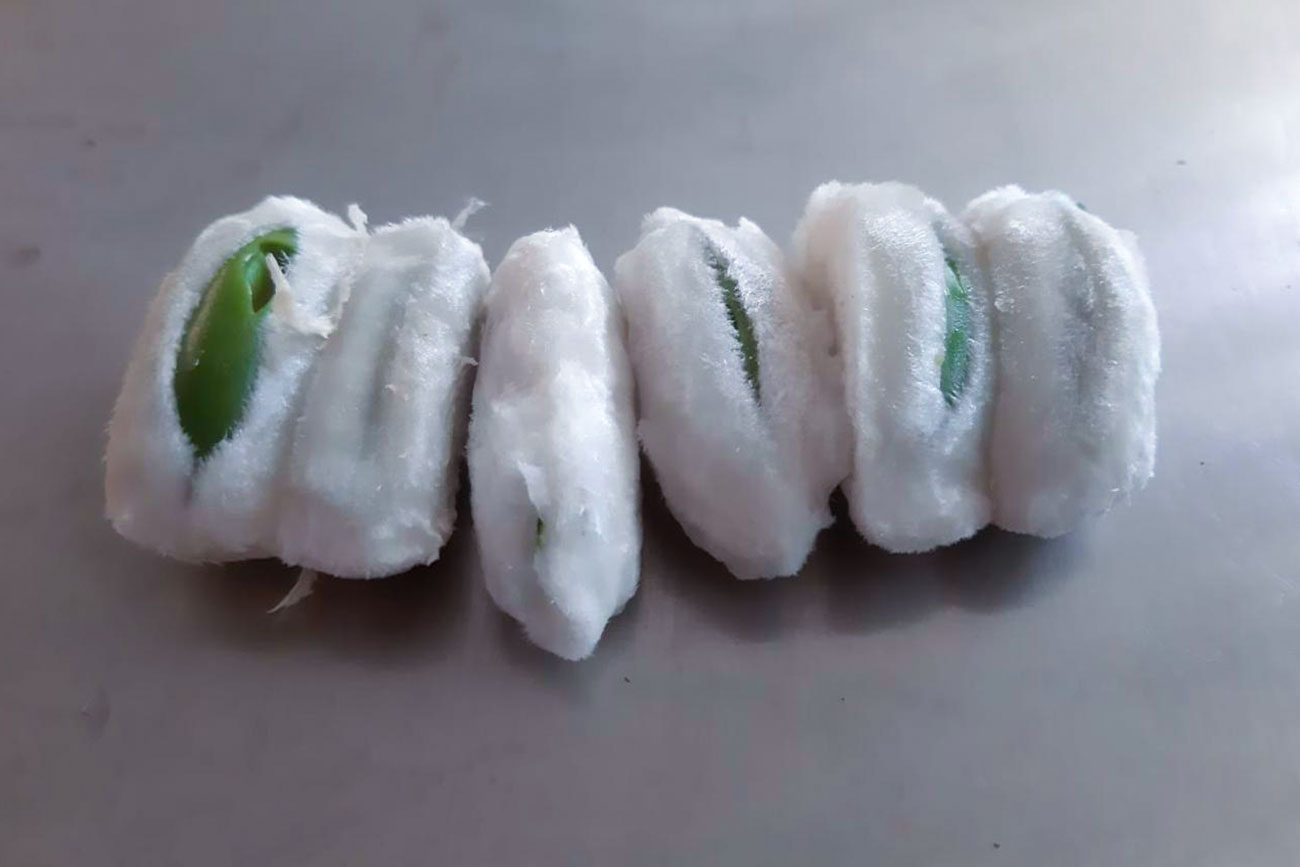 Investigadores de UNICACH y UNACH exploran almidones alternativos para uso cosmético