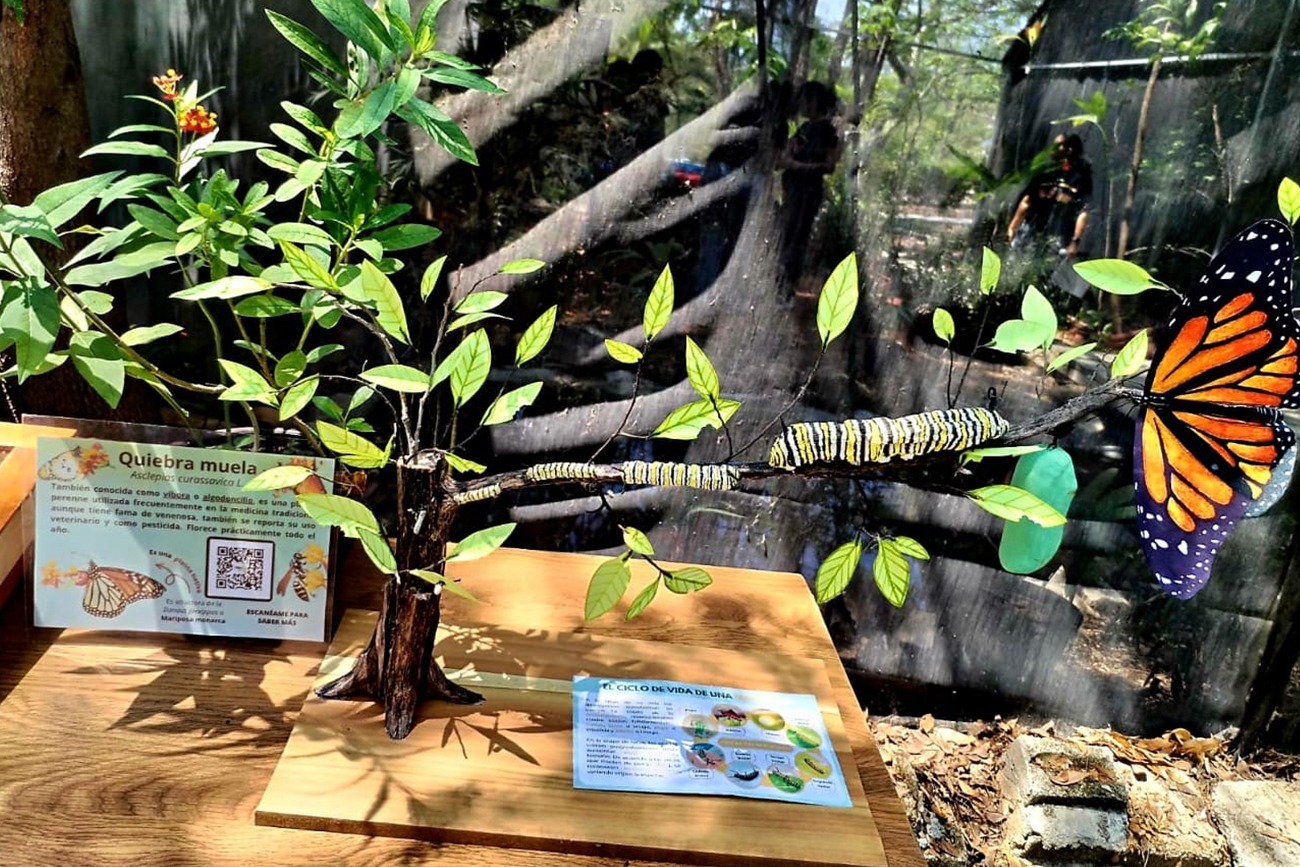 Realiza UNICACH tercera liberación de mariposas para fortalecer la conservación de especies locales