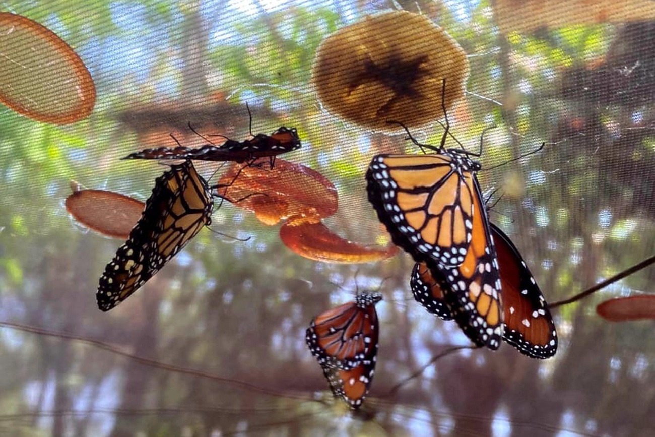 Realiza UNICACH tercera liberación de mariposas para fortalecer la conservación de especies locales