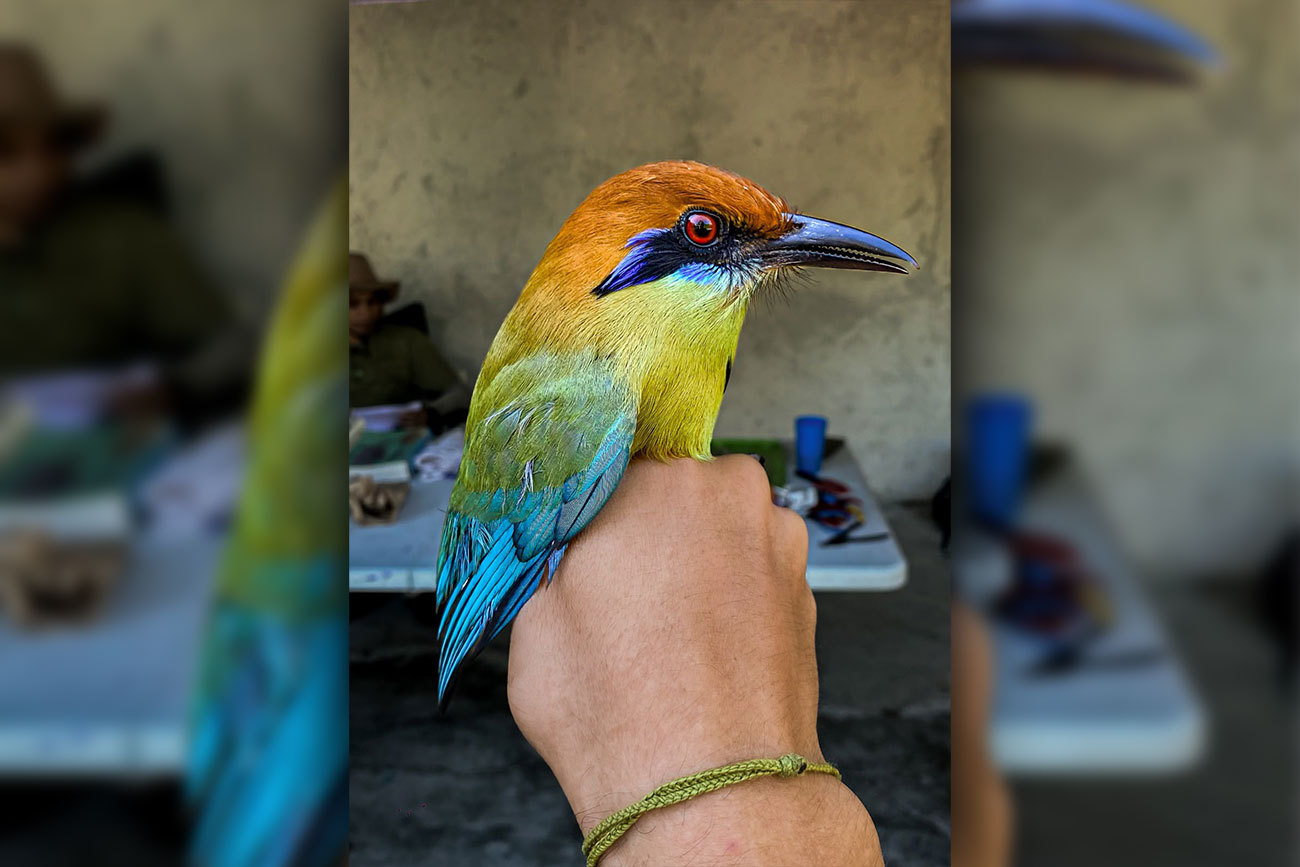 Motmot, muy común en los parques de Tuxtla Gutiérrez.