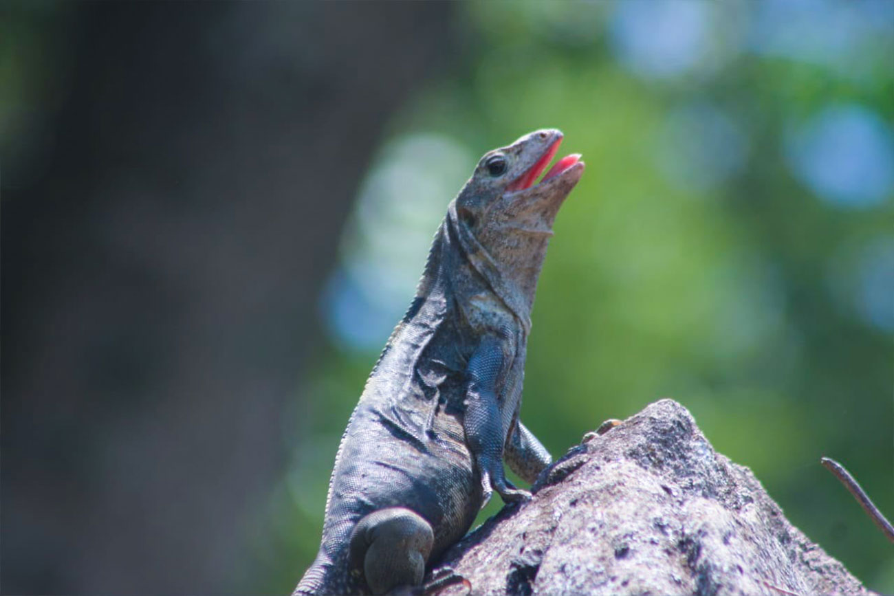 Iguana verde (Iguana iguana)