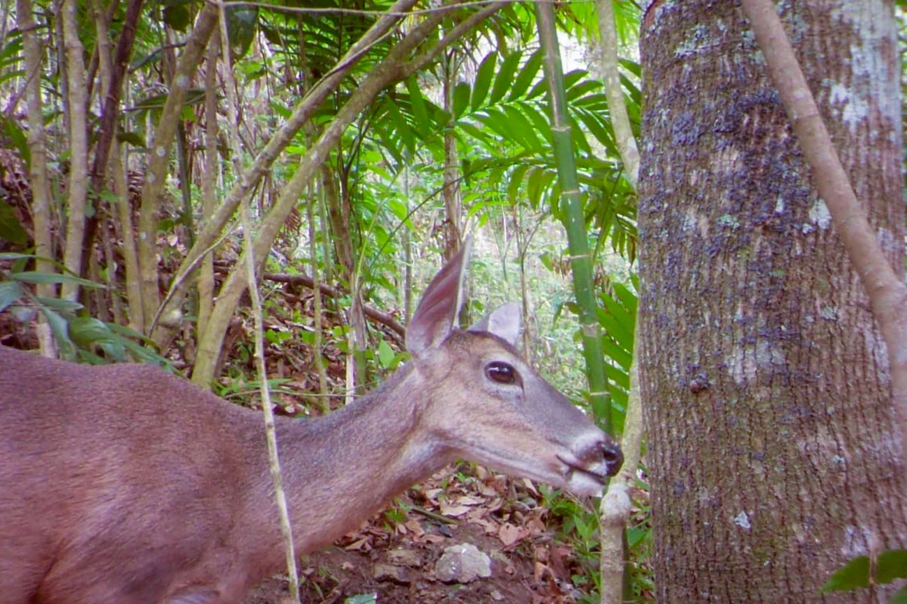 Venado temazate (Mazama temama)